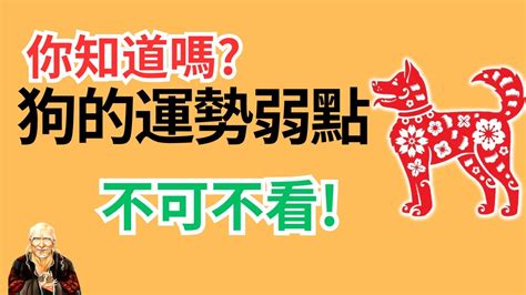 生肖狗運勢|生肖狗性格優缺點、運勢深度分析、年份、配對指南